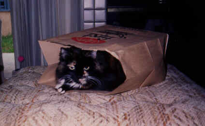 Rugby in her Favorite Bag